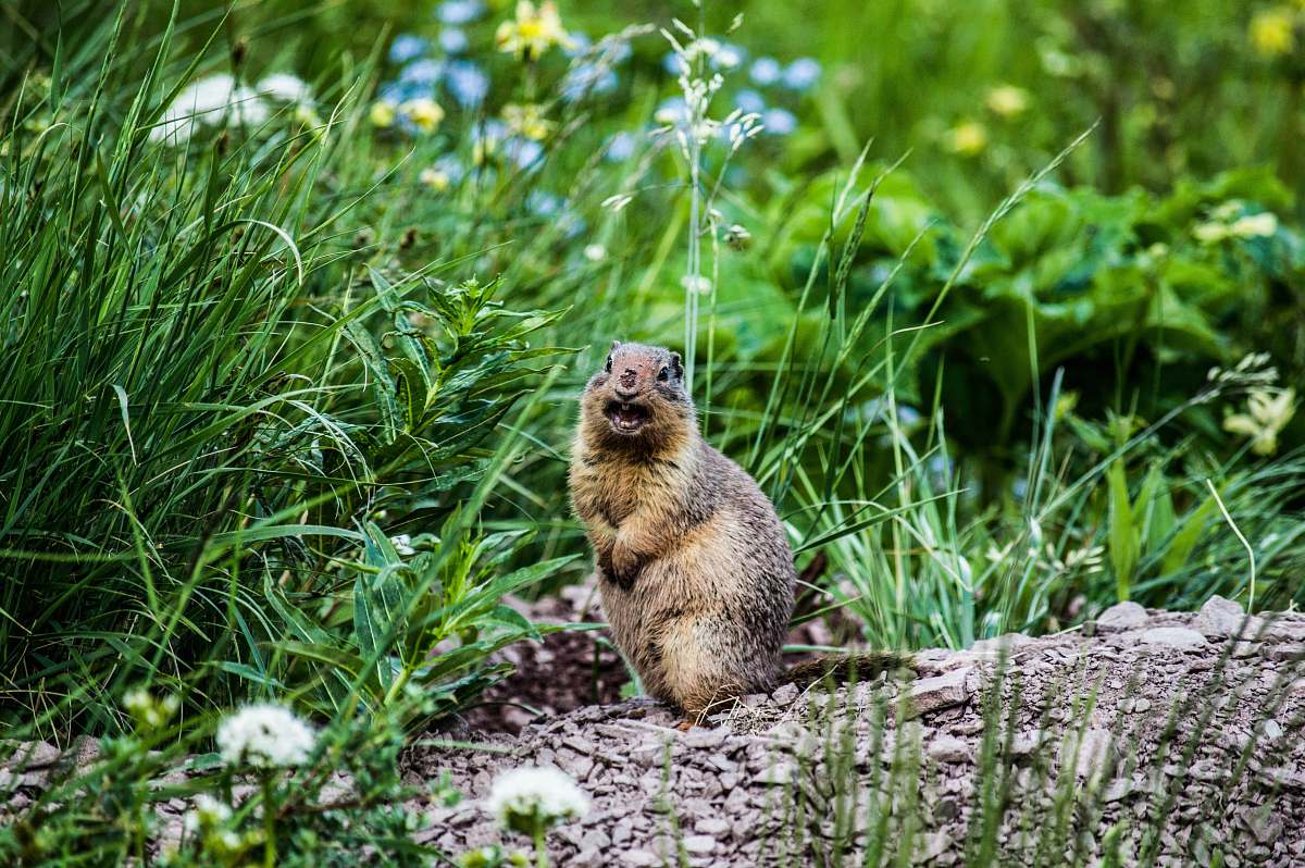 going-to-the-sun road rodent surrounded with grass west glacier